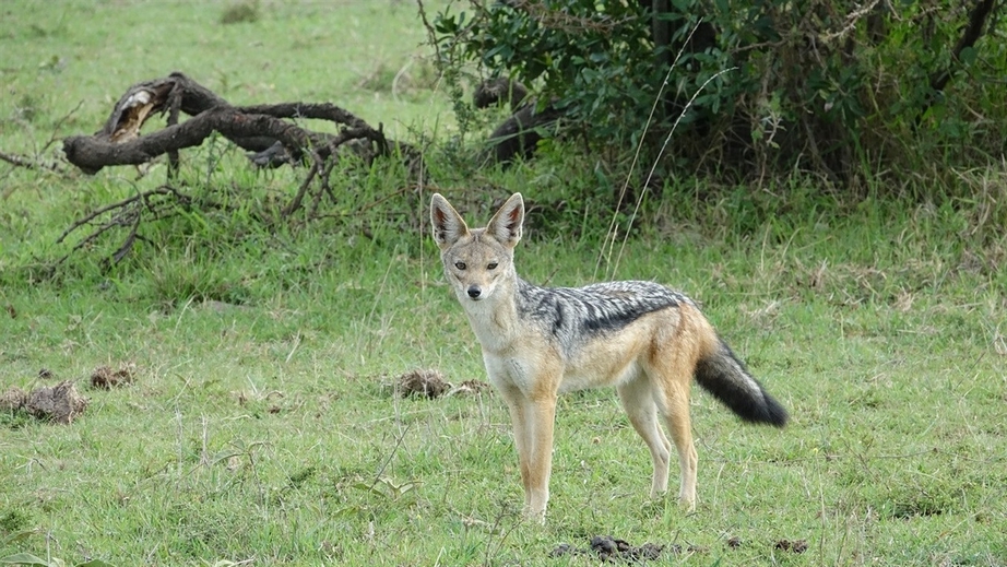 Обережно: шакали…